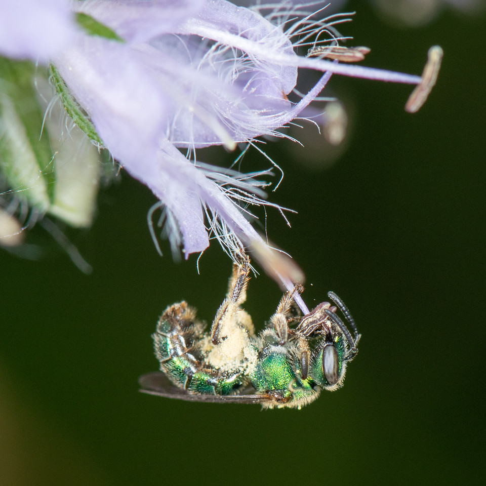 Augochlorella female with scopae covered in pollen, photo: Heather Holm