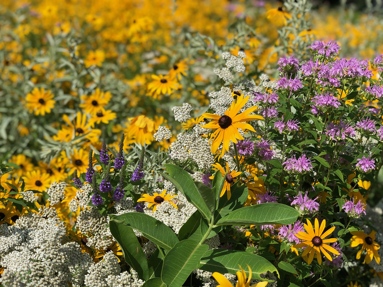 Native pollinator flowers