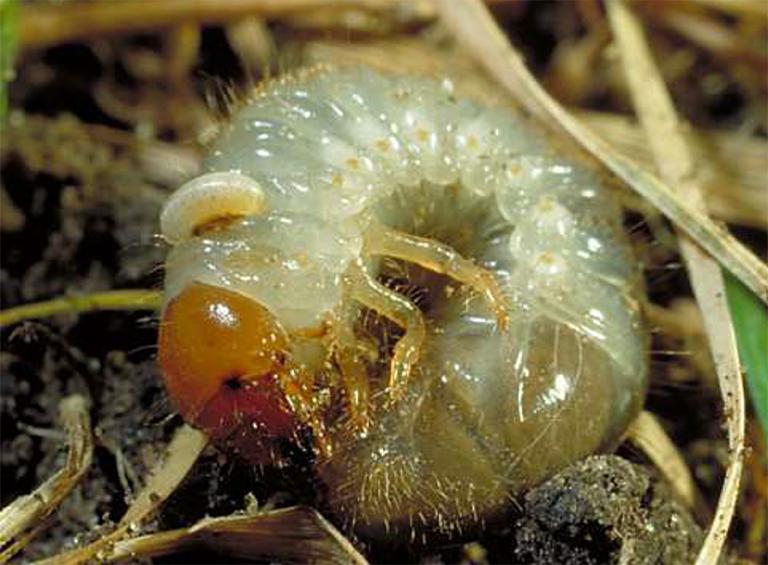 Tiphid larva
