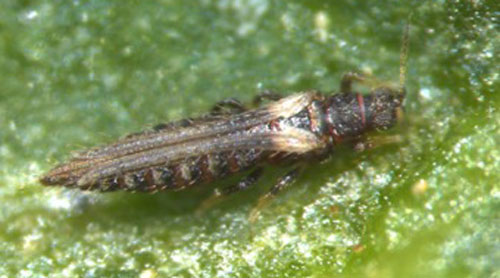 thrips