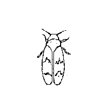 whitefly adult