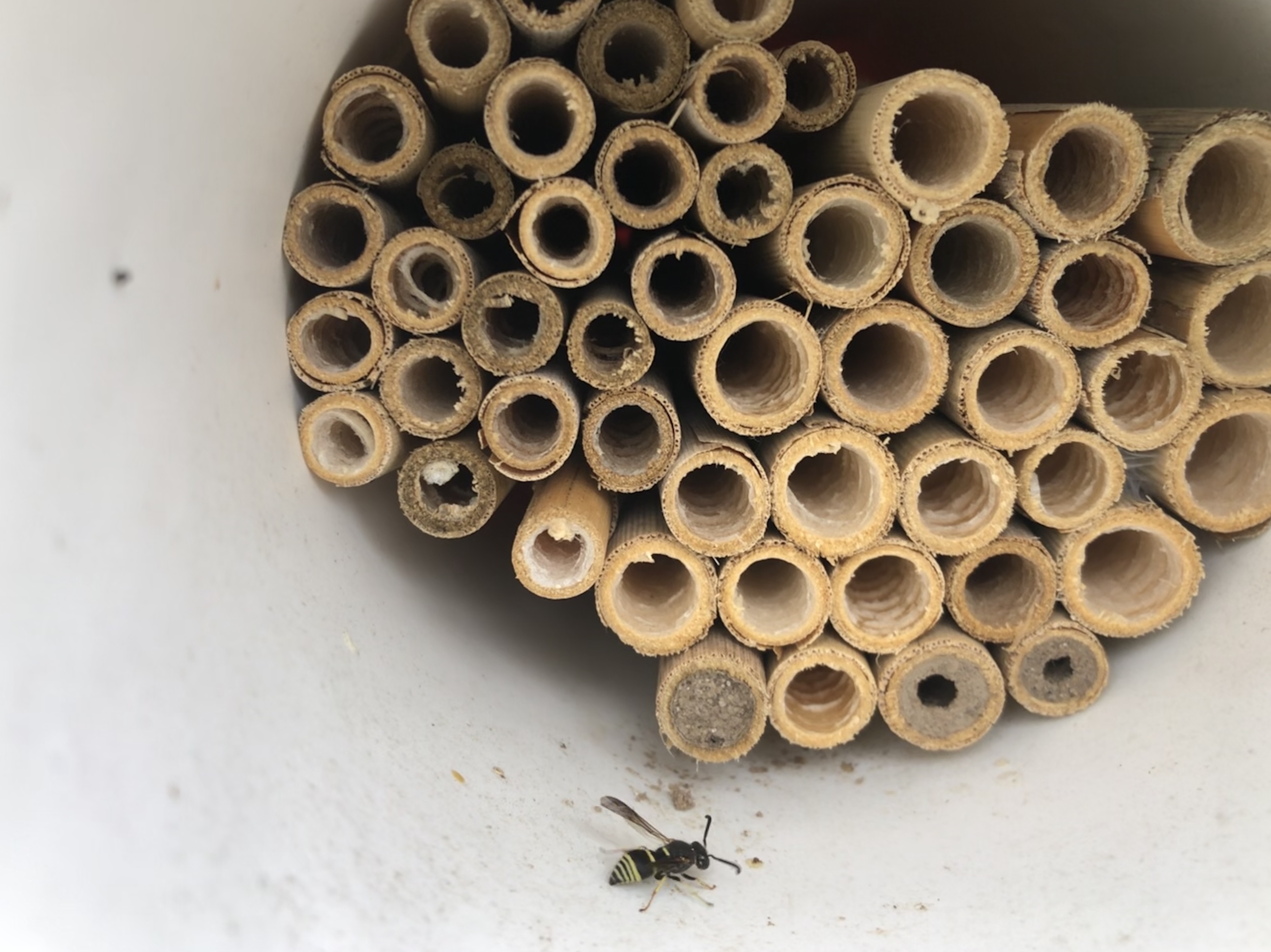 mason wasp in bee hut