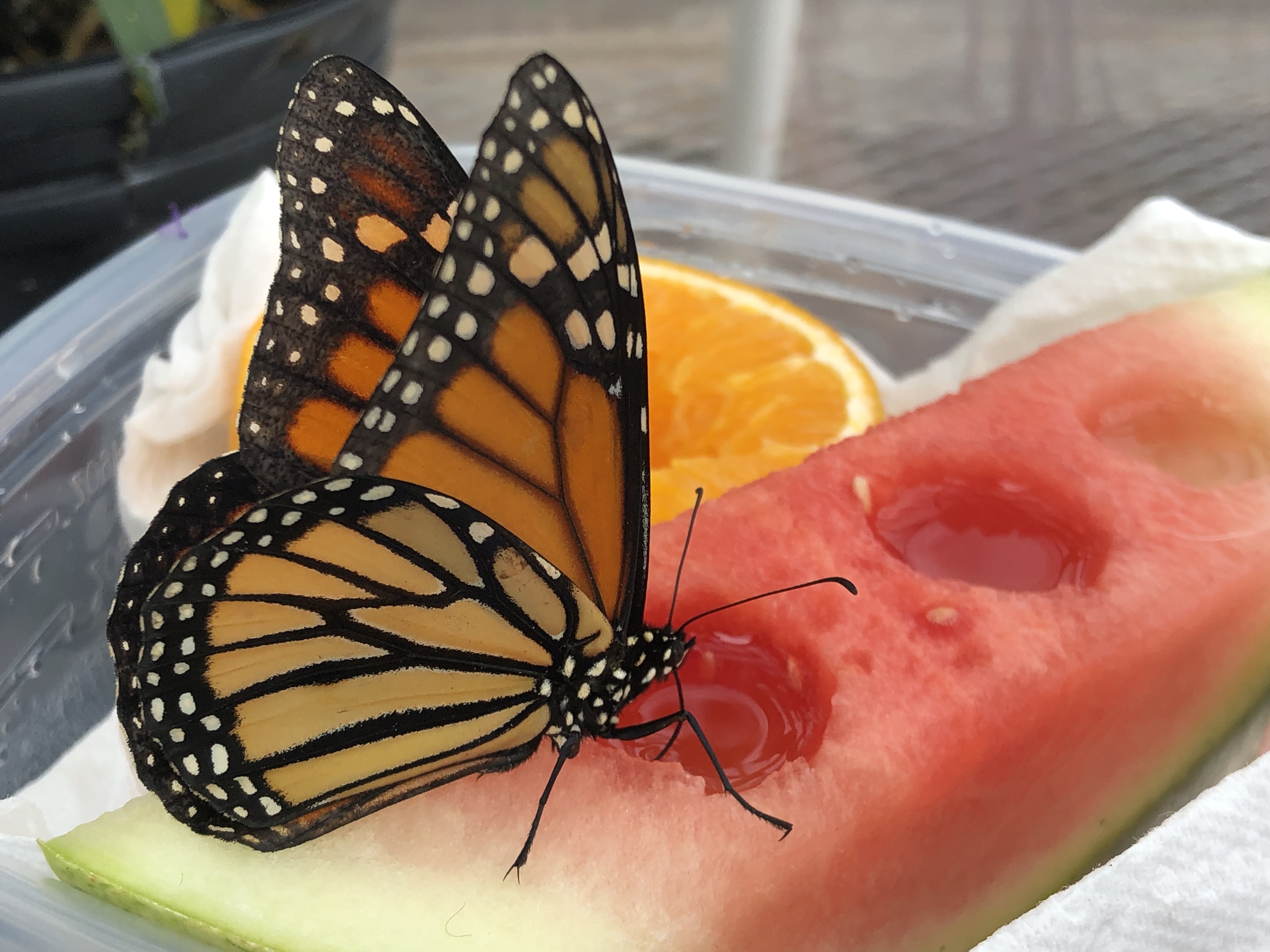 monarch feeding nectar