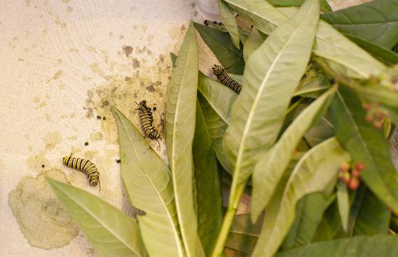 monarch larvae