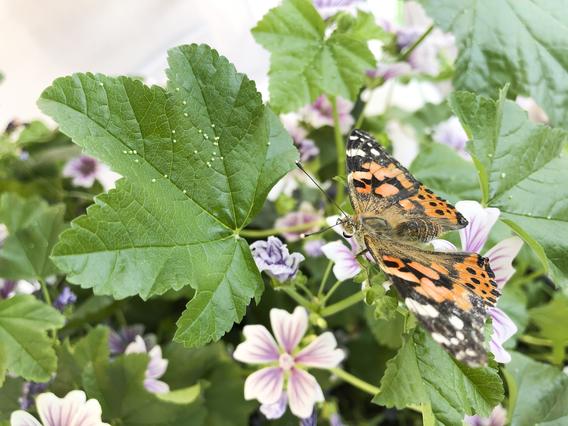painted lady butterfly on mallow