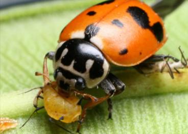 lady beetle beneficial