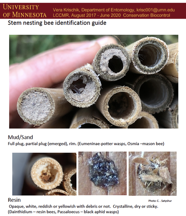 stem nesting bee guide photo