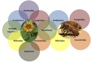 pesticides pollinators infographic