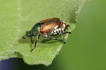 Japanese Beetle on soybean