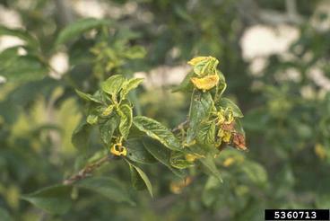 green peach aphid damage