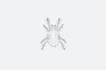 twospotted spider mite