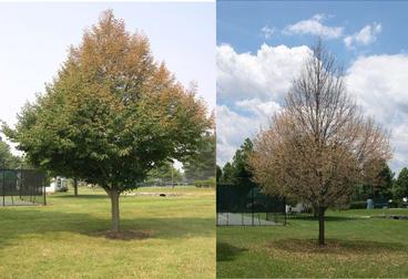Left picture is a fully grown linden tree. Right picture is the same tree after being defoliated by Japanese beetles