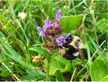 A bumblebee feeding on a purple flower in a lawn