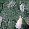 greenhouse whitefly