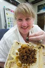 Dr. Vera Krischik Bumble Bee